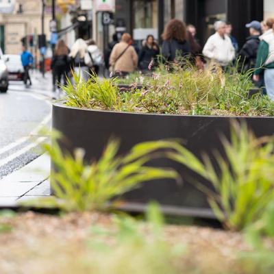 Plants in a planter with people in the background